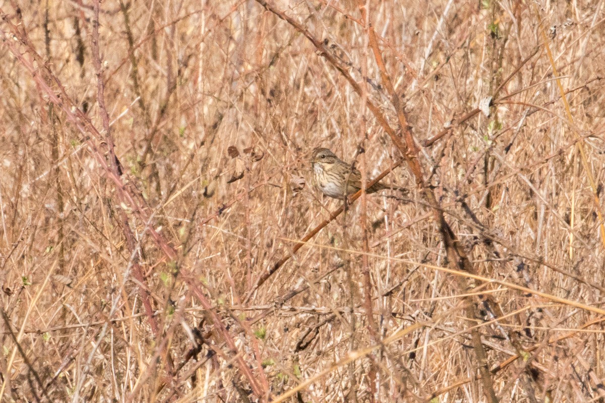 Lincoln's Sparrow - ML556761391