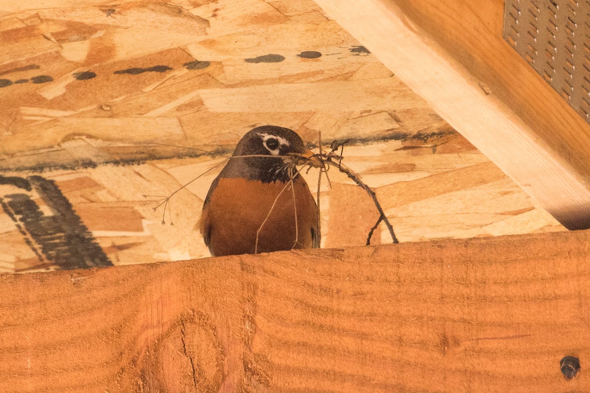American Robin - ML556761431