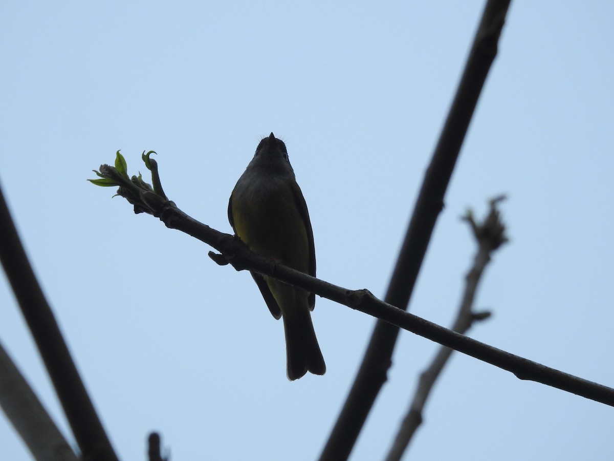 Gray-headed Canary-Flycatcher - ML556763701