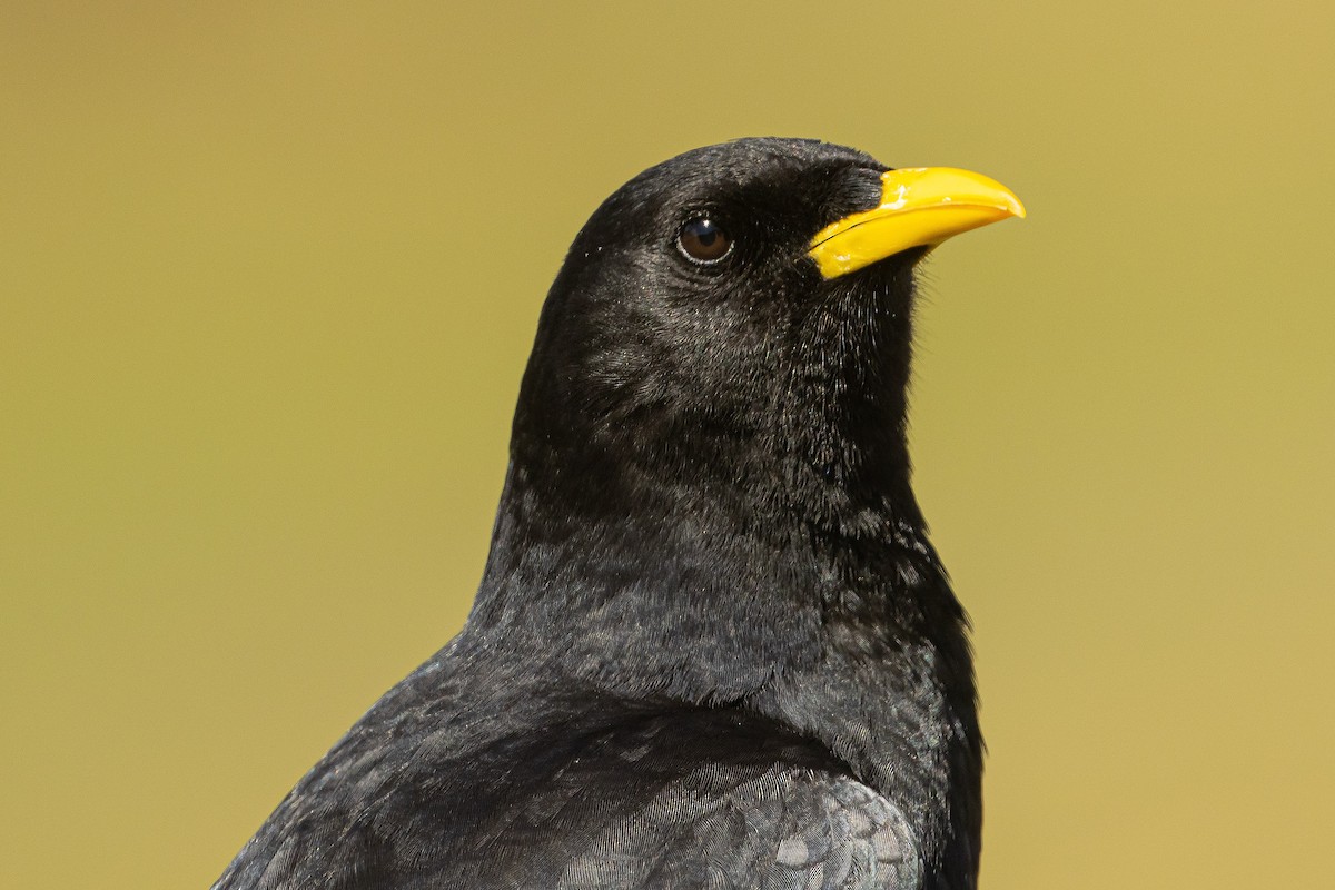 Yellow-billed Chough - ML556764211