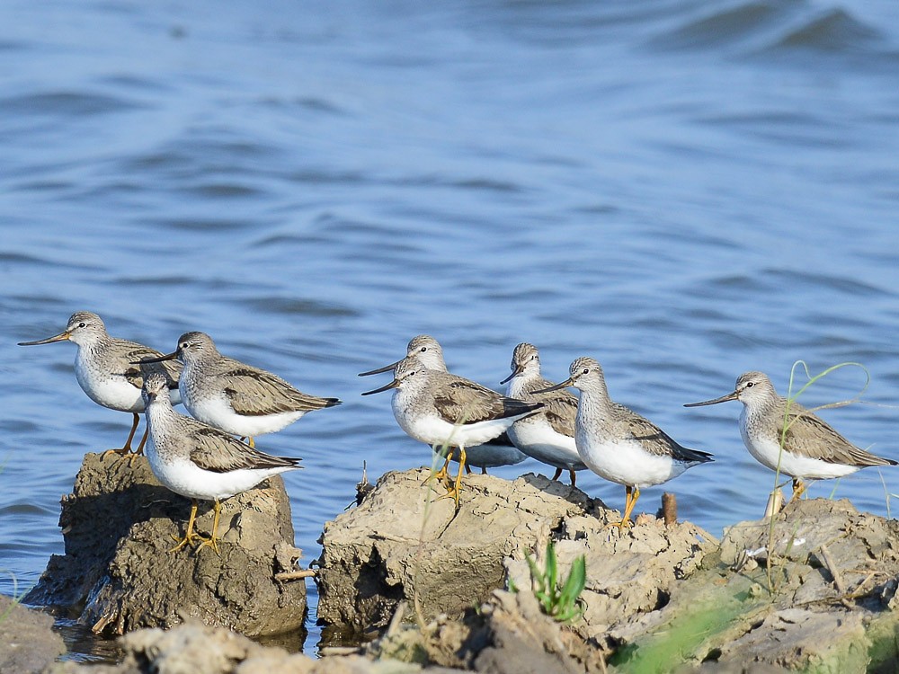 Terek Sandpiper - ML556764471