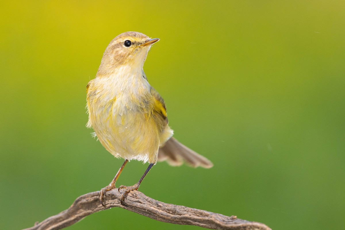 Iberian Chiffchaff - ML556764761