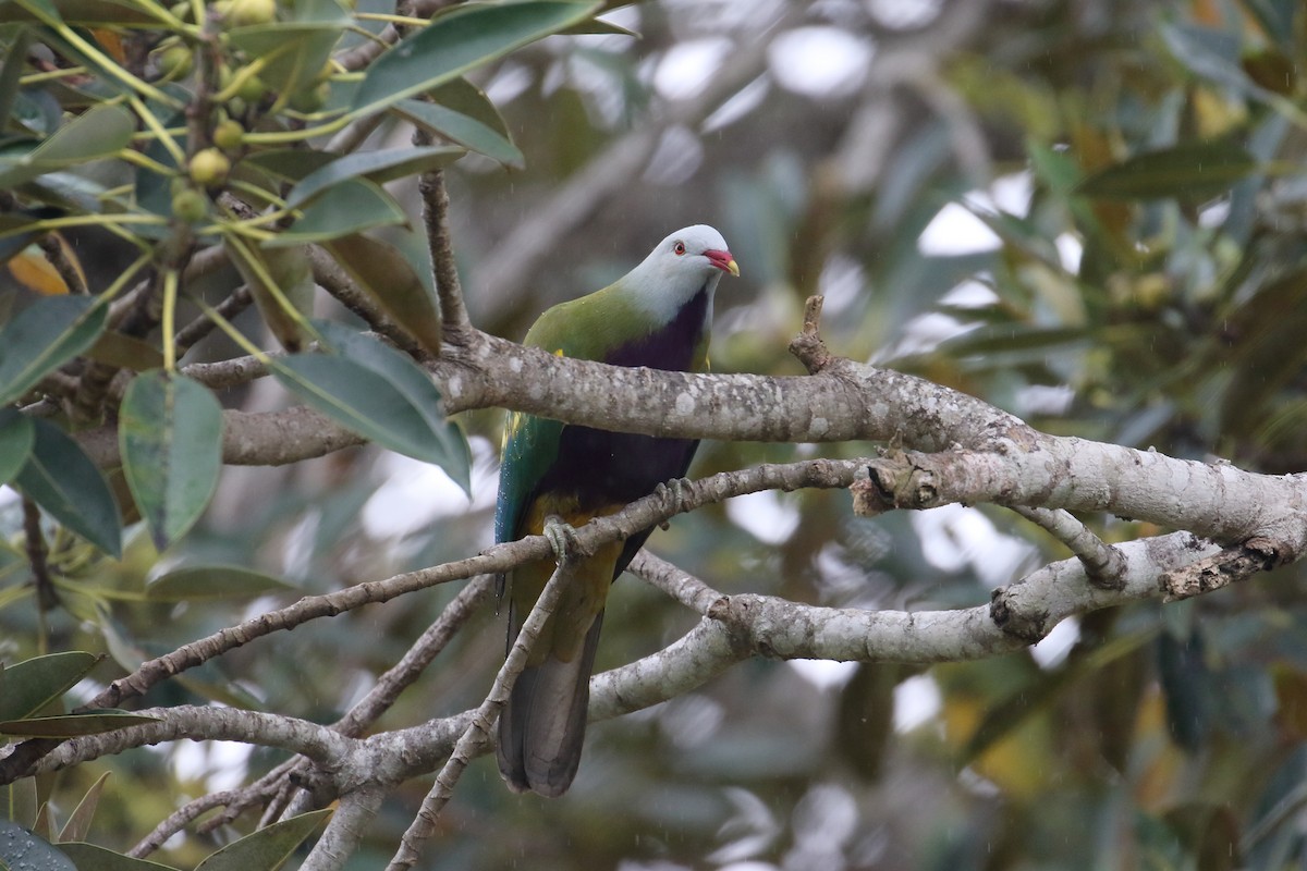 Wompoo Fruit-Dove - Jon Spicer-Bell