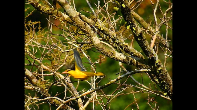 Black-naped Oriole - ML556765491