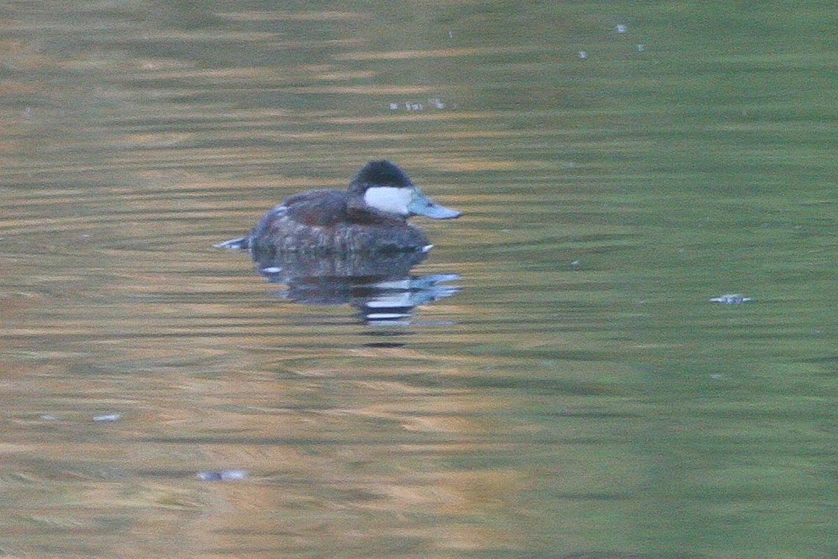 Ruddy Duck - ML556765651