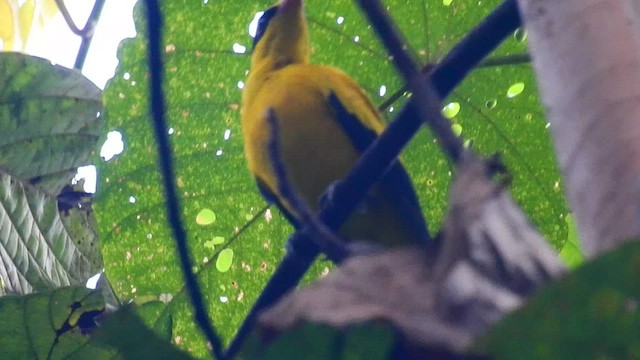 Black-naped Oriole - ML556765821