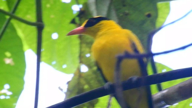 Black-naped Oriole - ML556765831