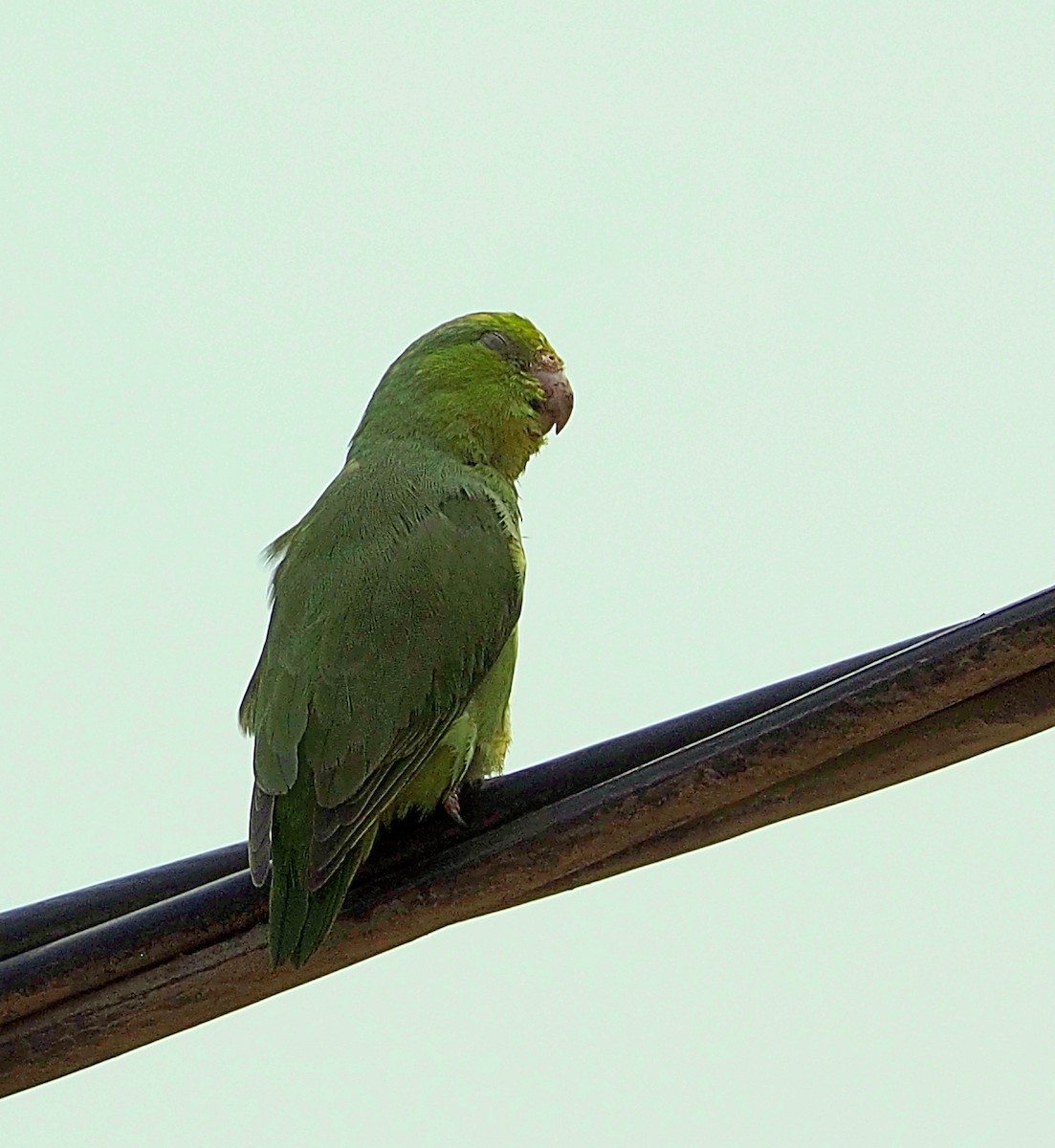 ML556765931 - Pacific Parrotlet - Macaulay Library