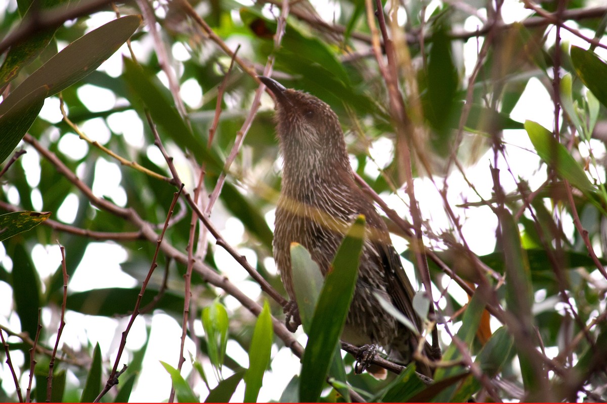 Little Wattlebird - ML556766201