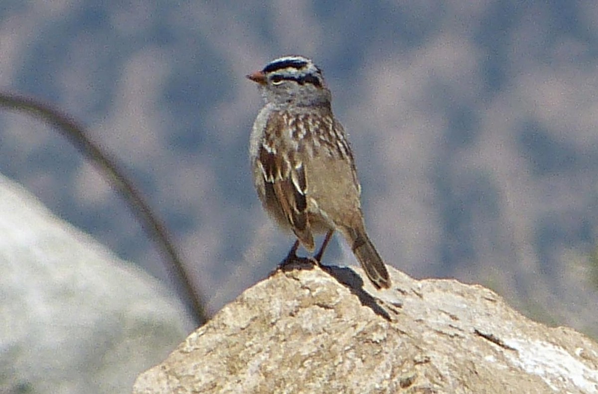 White-crowned Sparrow - ML55676641
