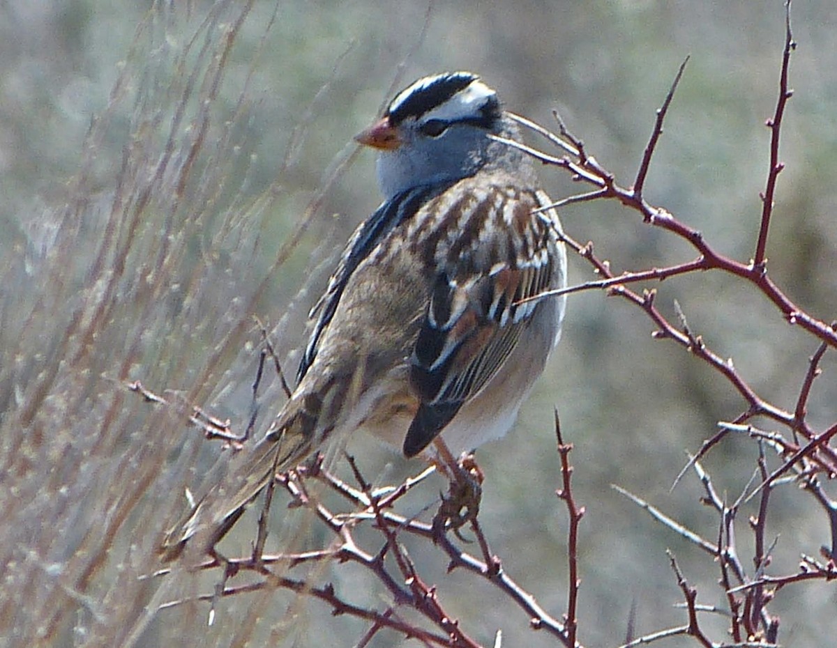 White-crowned Sparrow - ML55676651