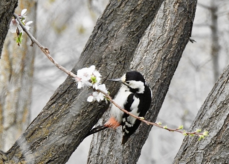 Syrian Woodpecker - ML556766531