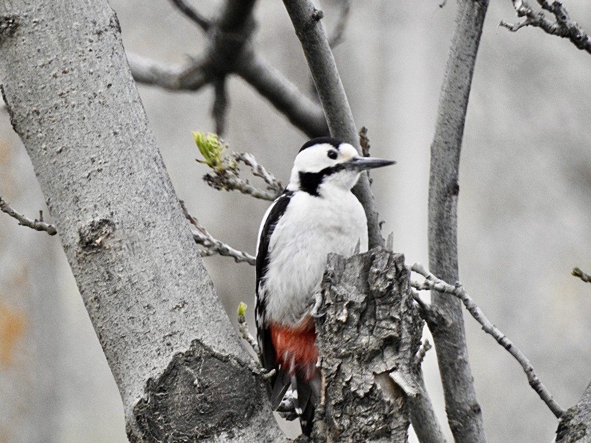 Syrian Woodpecker - ML556766551