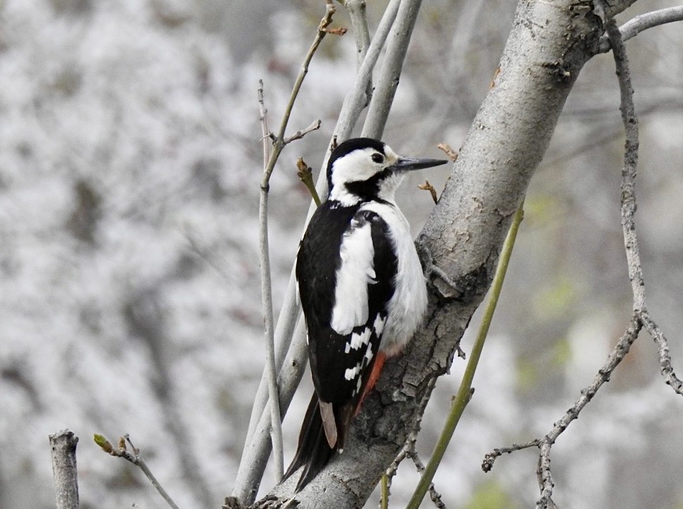 Syrian Woodpecker - ML556766581