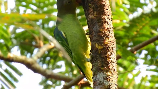 Blue-rumped Parrot - ML556767101