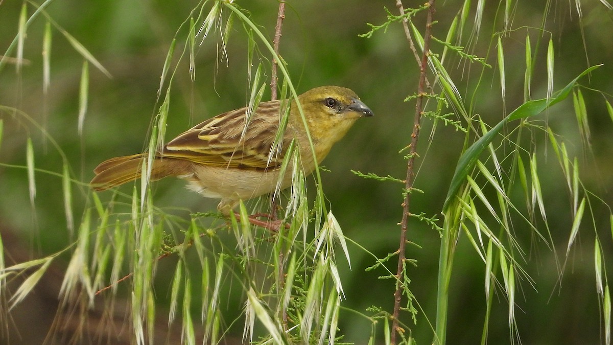 Black-headed Weaver - ML556767221