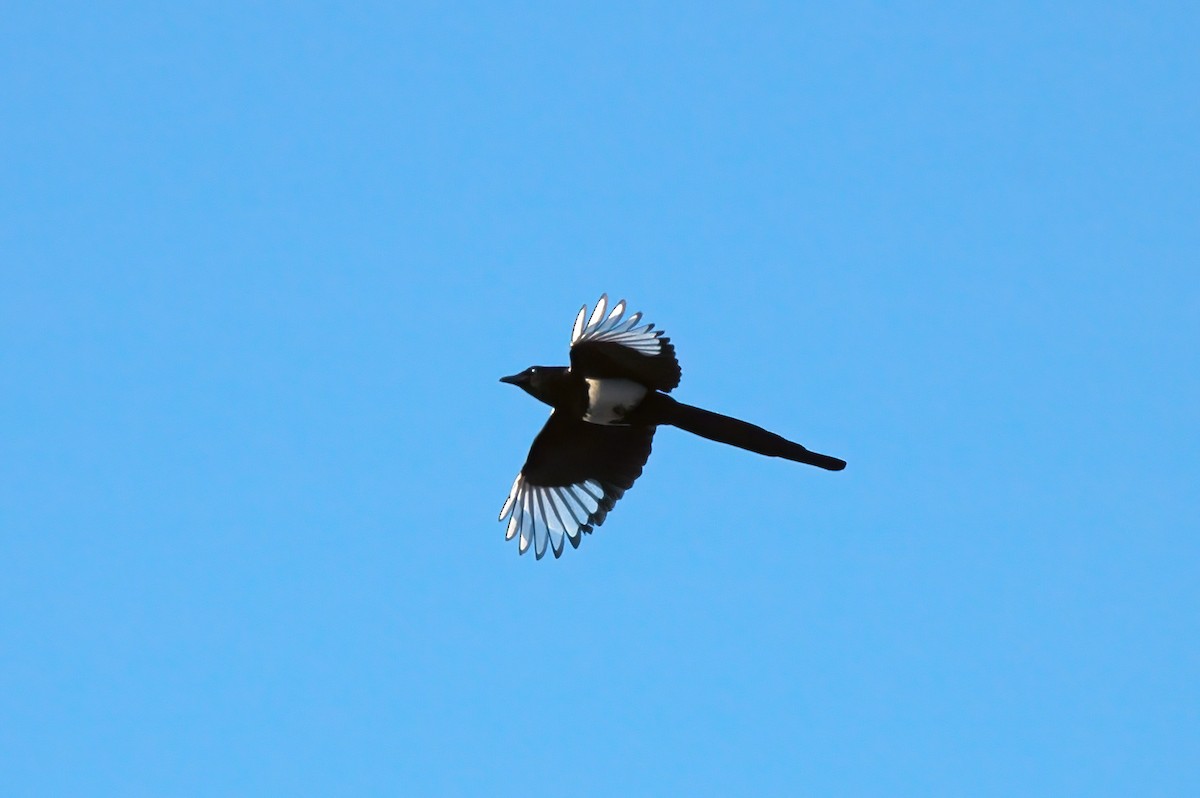 Black-billed Magpie - ML556767301