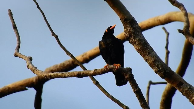 Common Hill Myna - ML556767321