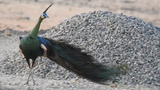 Green Peafowl - ML556768011