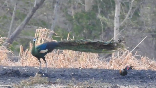 Green Peafowl - ML556768021