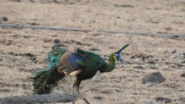 Green Peafowl - ML556768031