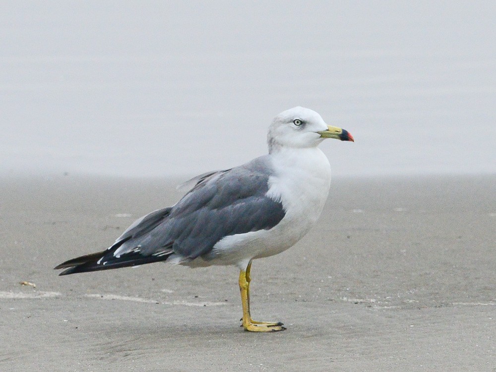 Black-tailed Gull - ML556768591