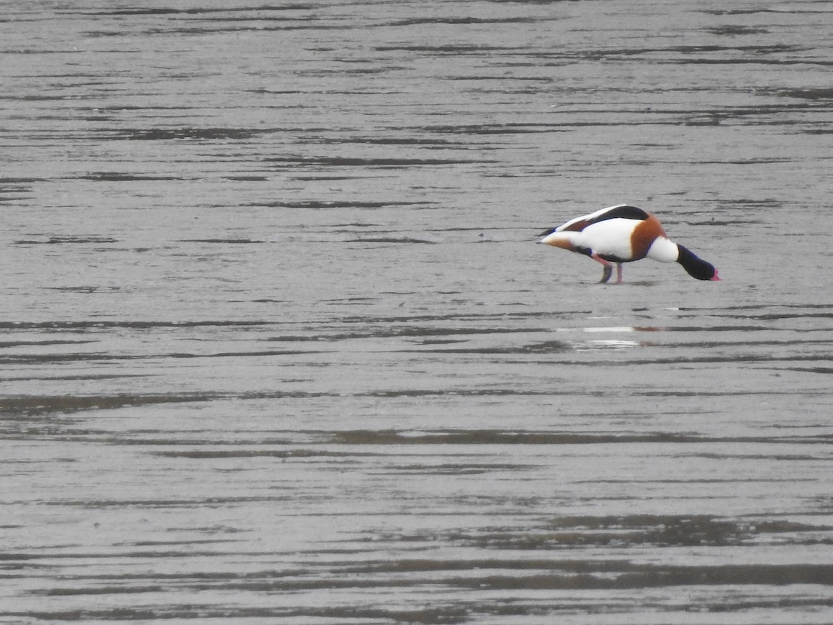 Common Shelduck - ML556769251