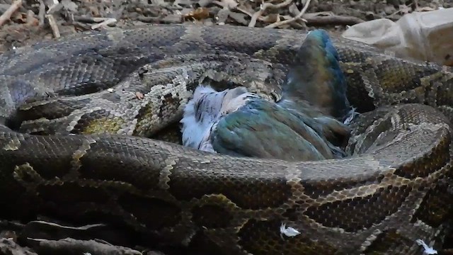 Green Imperial-Pigeon - ML556770211