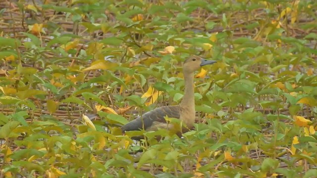 Dendrocygne siffleur - ML556770291