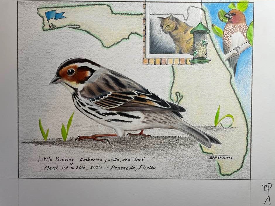 Little Bunting - Tim Kalbach