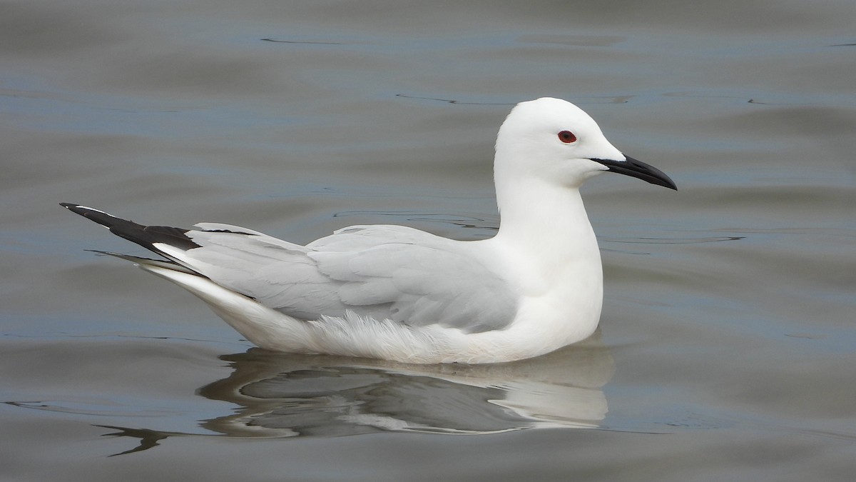 Slender-billed Gull - Manuel García Ruiz