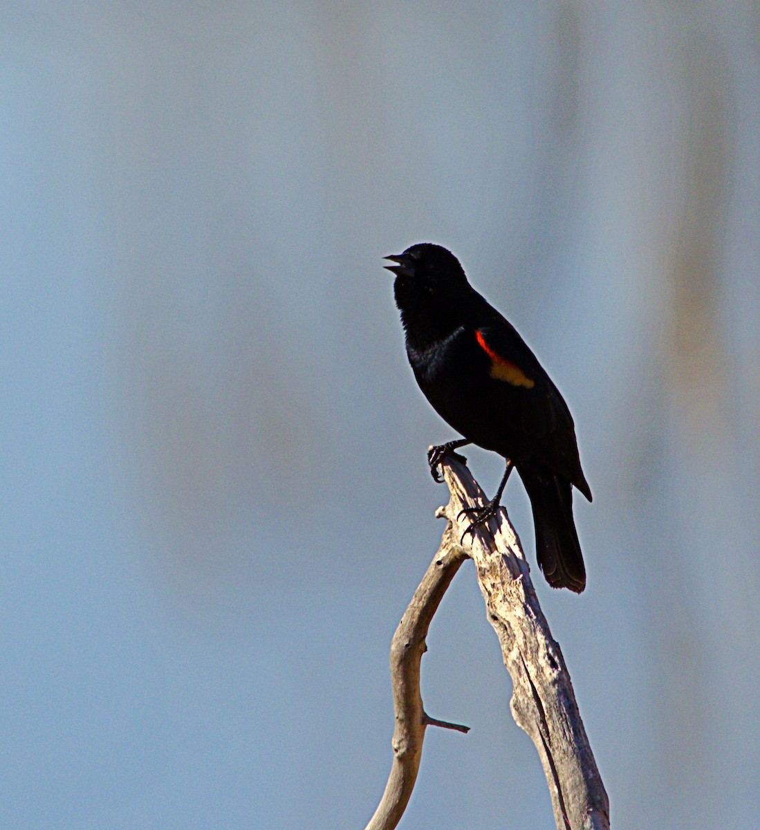 Red-winged Blackbird - ML556771891