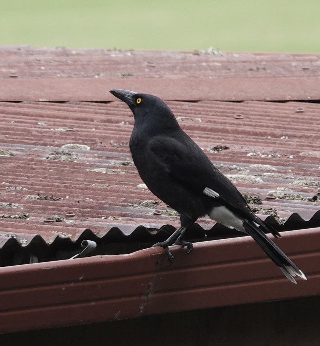 Pied Currawong - ML556771931
