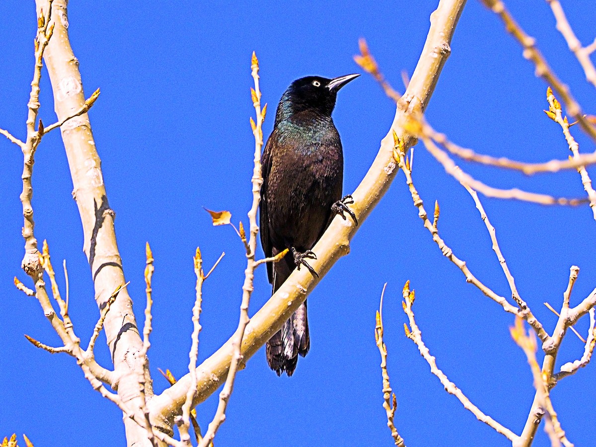 Common Grackle - ML556772021