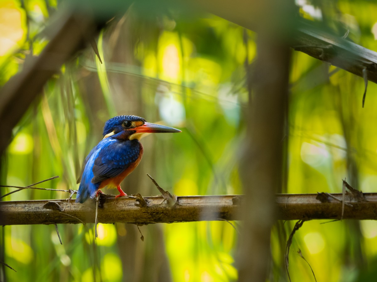 Blue-eared Kingfisher - ML556772271