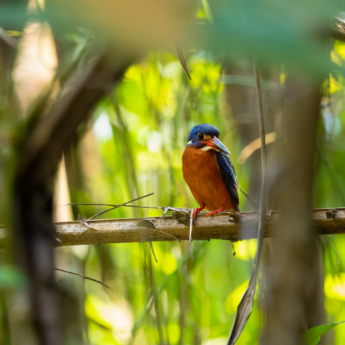 Blue-eared Kingfisher - ML556772281