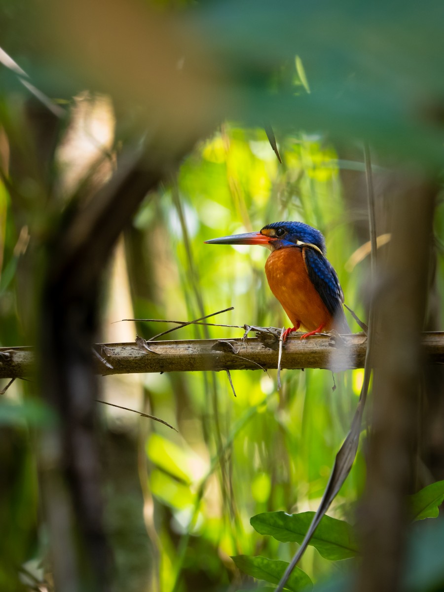 Blue-eared Kingfisher - ML556772291