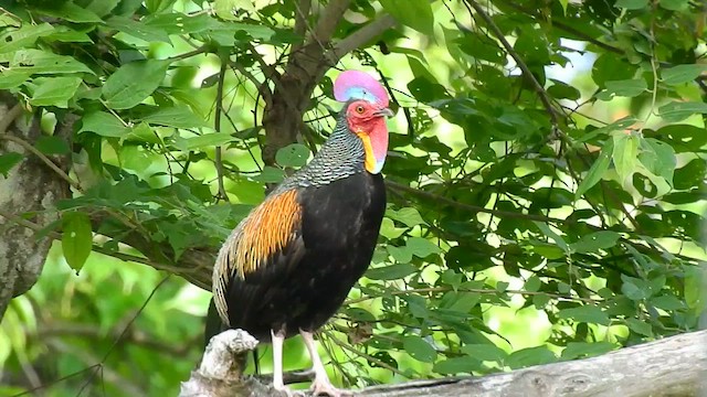 Green Junglefowl - ML556772841