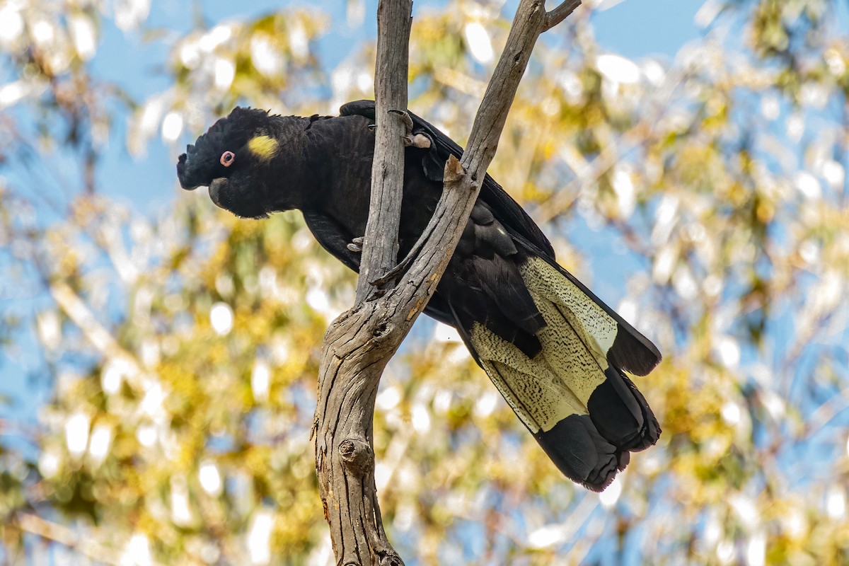 Yellow-tailed Black-Cockatoo - ML556773341