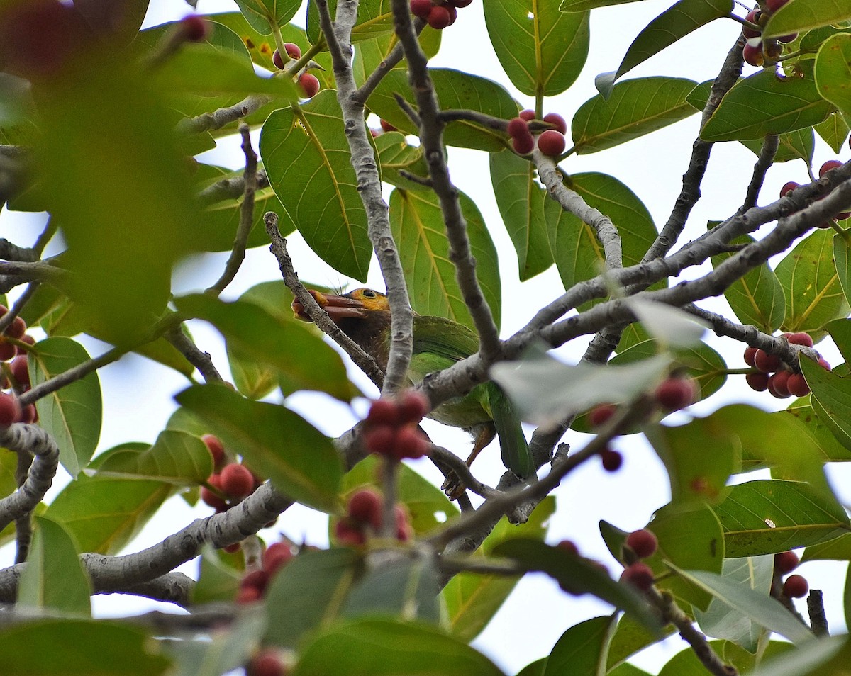 Brown-headed Barbet - Anand Birdlife