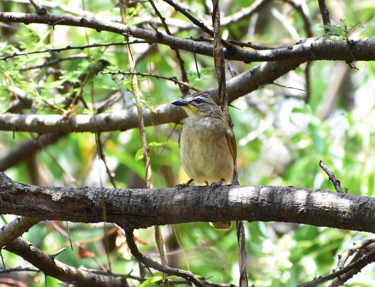 White-browed Bulbul - ML556774431