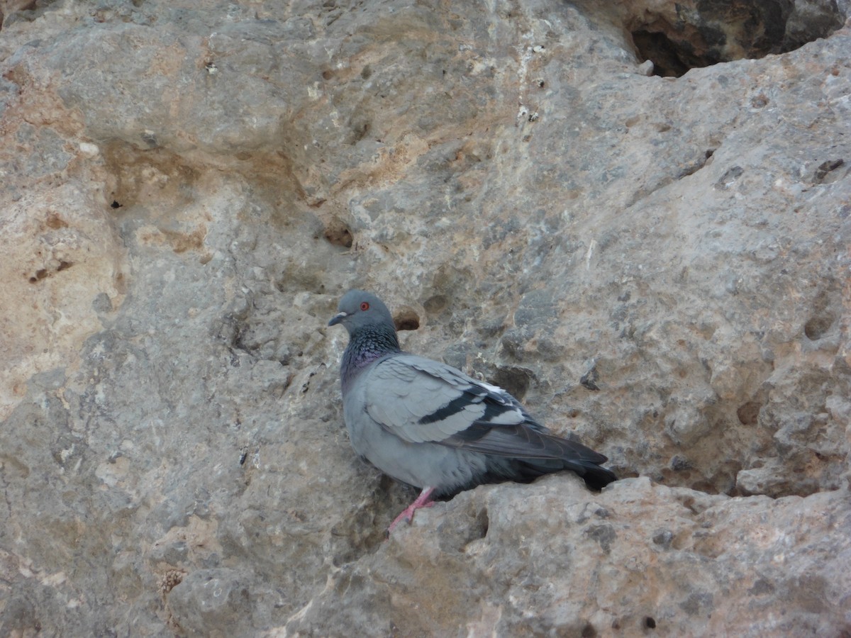 Rock Pigeon - ML556774951