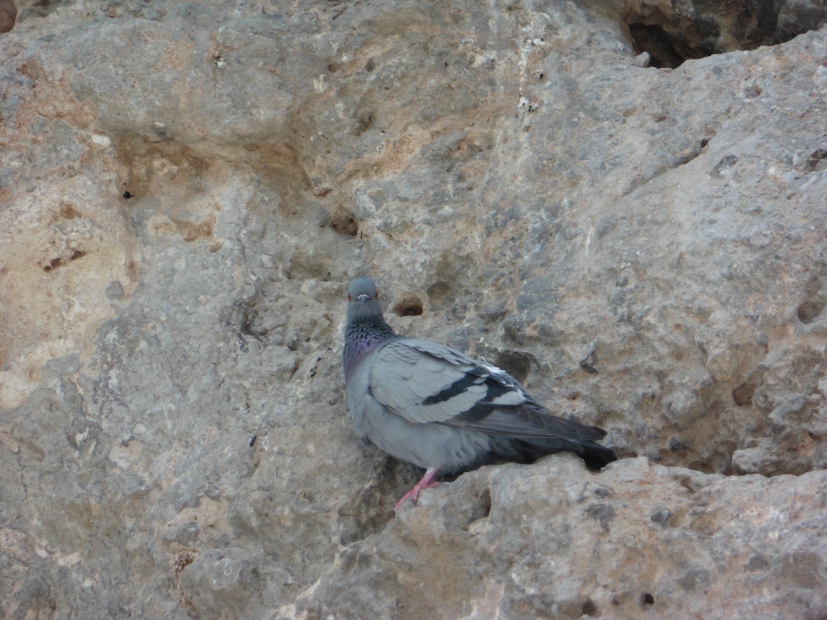 Rock Pigeon - ML556774961