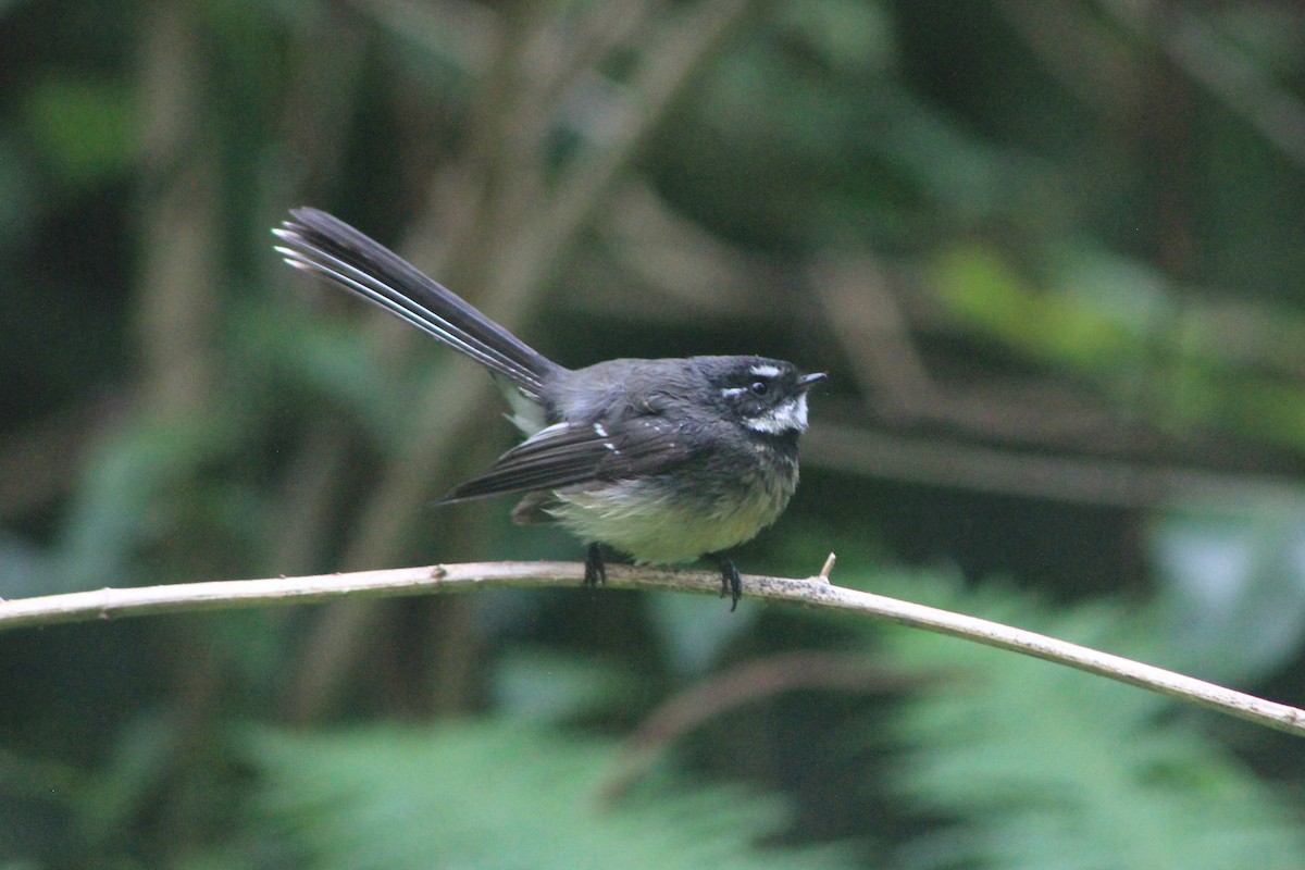 Gray Fantail - Steve  McIntosh