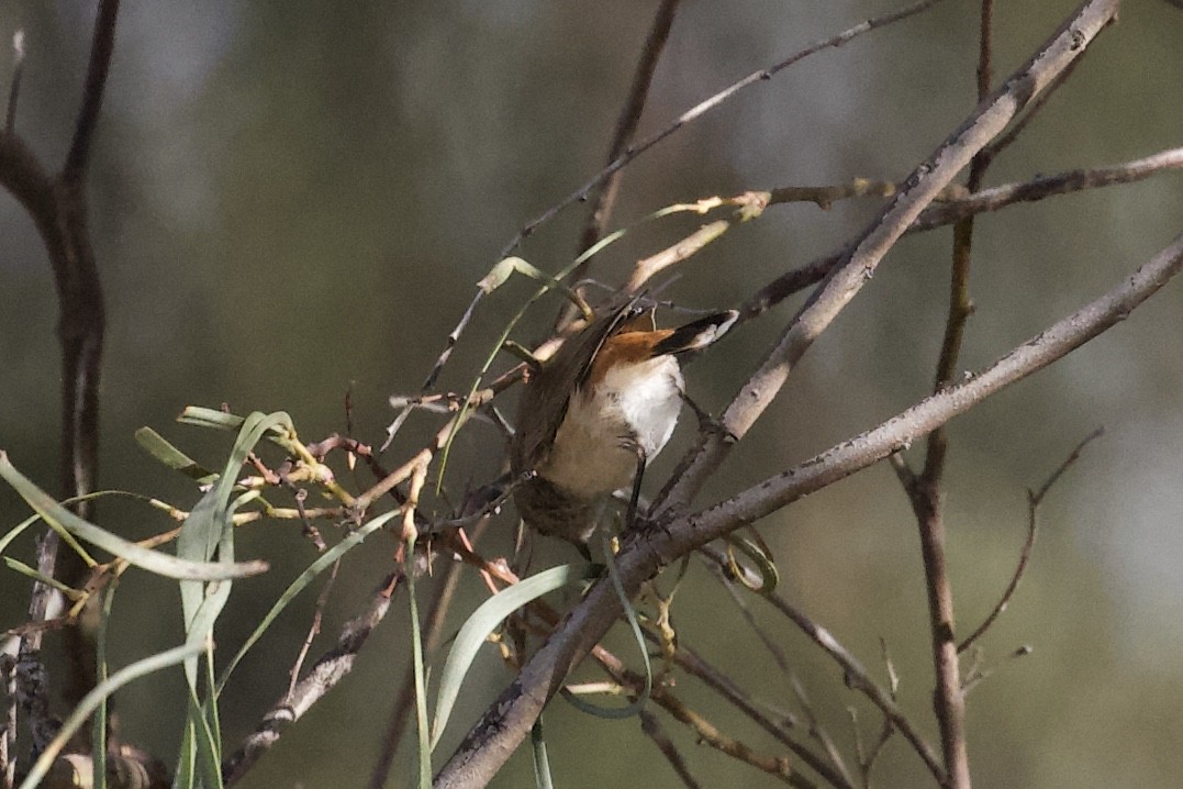 Chestnut-rumped Thornbill - ML556775251