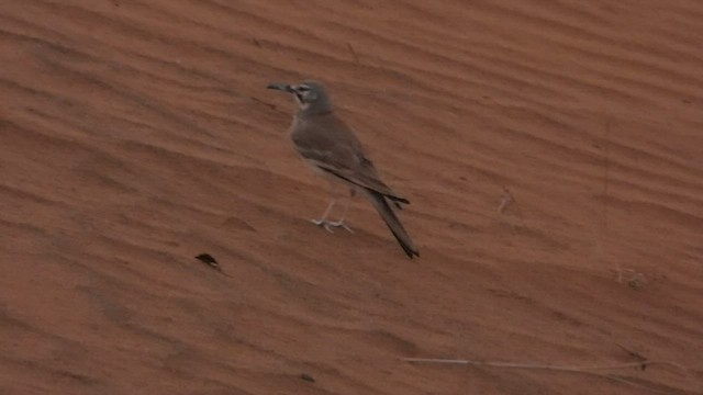 Greater Hoopoe-Lark - ML556775431