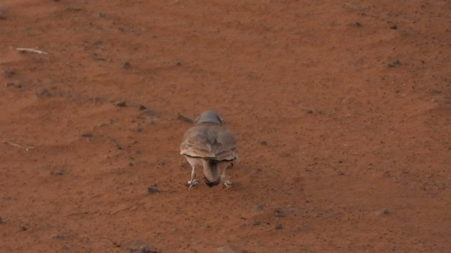 Greater Hoopoe-Lark - ML556775441