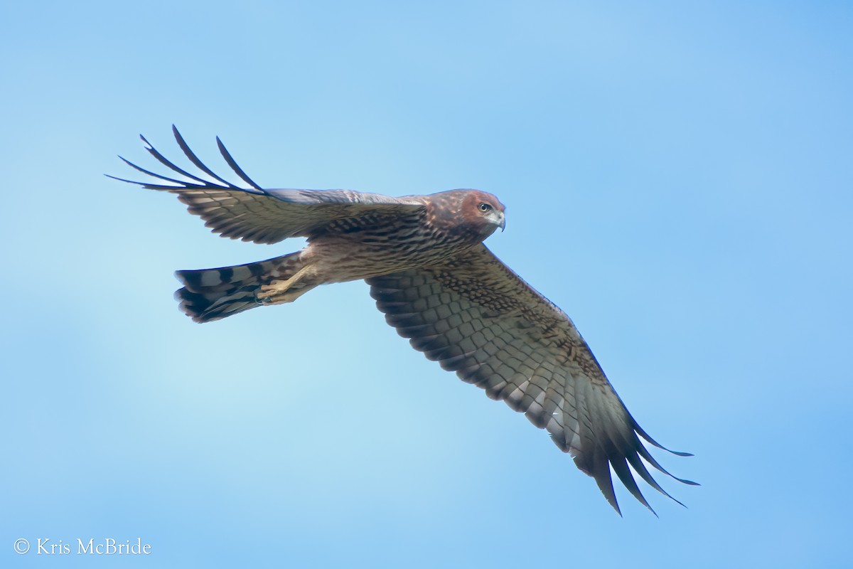 Spotted Harrier - ML556775481