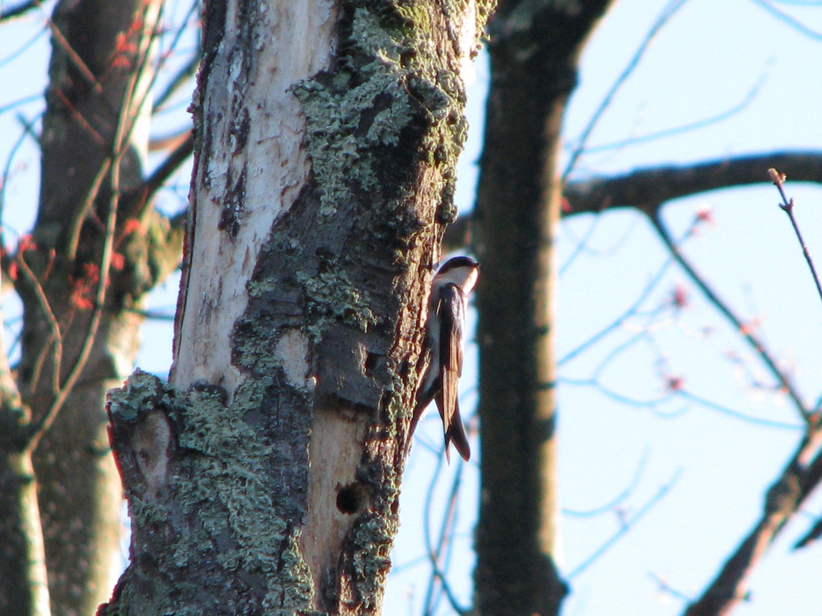 Tree Swallow - ML55677551