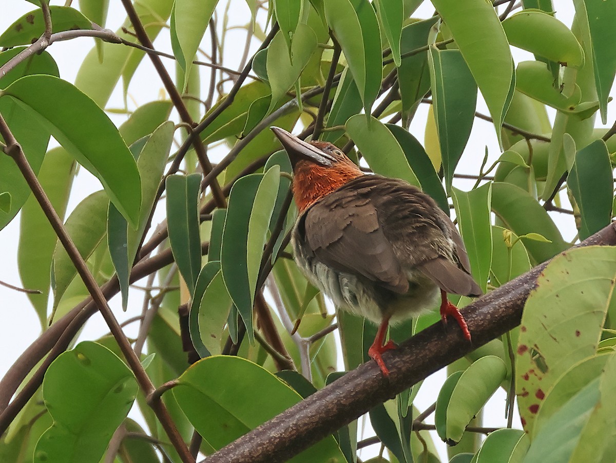 Brown Barbet - ML556775991